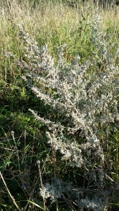 mali-artemisia-absinthium5