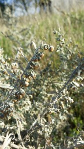 mali-artemisia-absinthium6