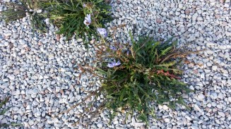 sikuri-chichorium-intybus7