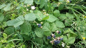 sinivatukka-rubus-caesius