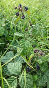 sinivatukka-rubus-caesius2