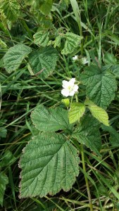 sinivatukka-rubus-caesius3
