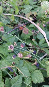 sinivatukka-rubus-caesius5