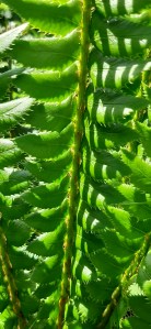suippohärkylä-polystichum-lonchitis2