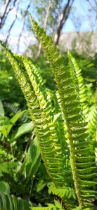 suippohärkylä-polystichum-lonchitis5